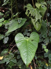 Anthurium caperatum