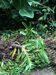 Maxillariinae