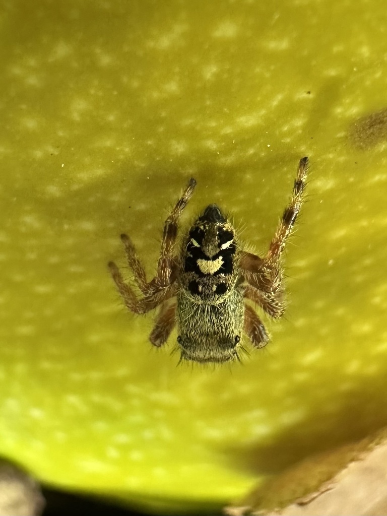 Bold Jumping Spider from W Kodiak Dr, Meridian, ID, US on July 25, 2025 ...