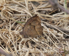 Pindis squamistriga