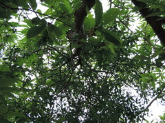 Loranthus europaeus