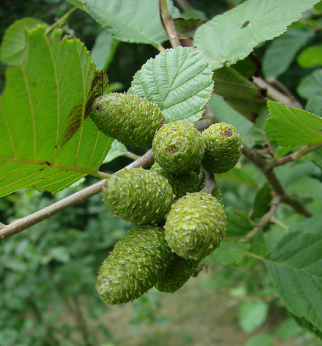 Alnus incana