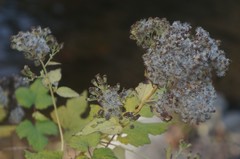 Ageratina altissima