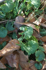 Glechoma hederacea