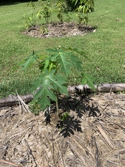 Vasconcellea cauliflora