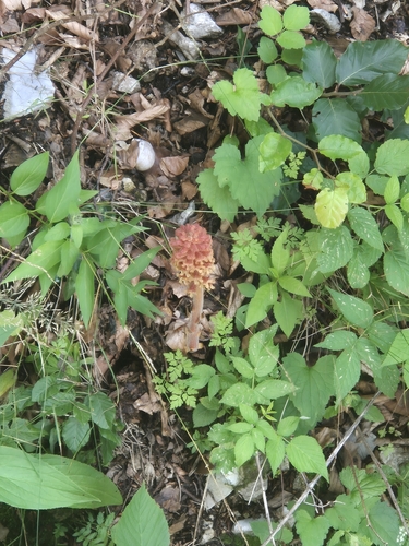 Alsace broomrape (Orobanche alsatica)