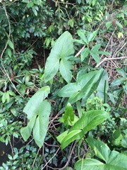 Montrichardia arborescens
