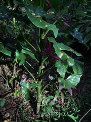 Montrichardia arborescens
