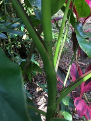 Montrichardia arborescens