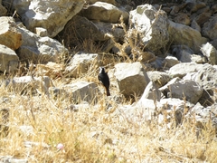 Phoenicurus moussieri