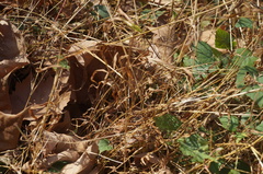 Microstegium vimineum