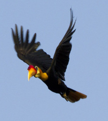 Rhabdotorrhinus corrugatus