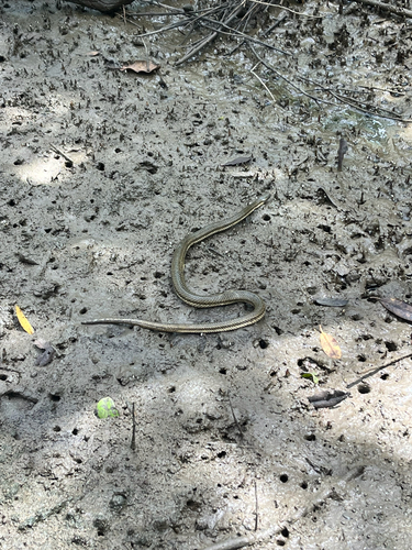 Mocquard's Swamp Snake