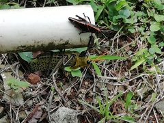Taeniopoda varipennis