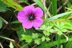 Geranium psilostemon
