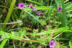 Geranium psilostemon