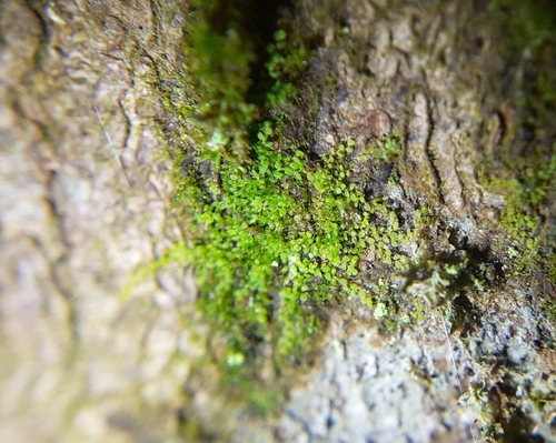 Myriocoleopsis minutissima