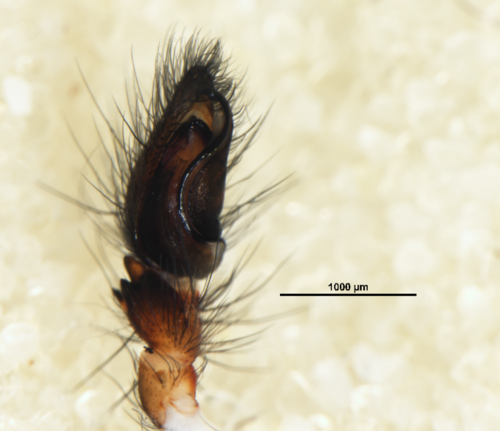 Desidae