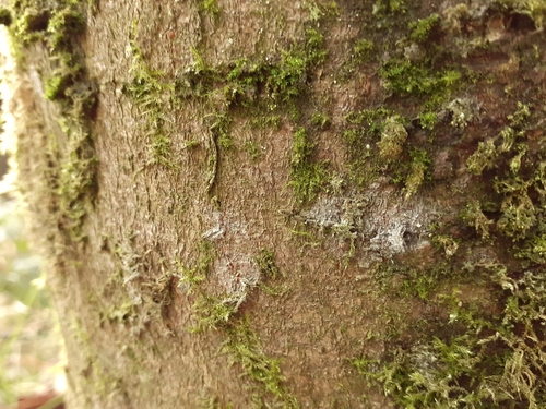 Myriocoleopsis minutissima