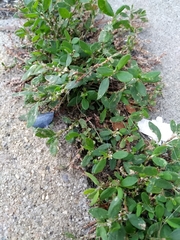 Polygonum aviculare