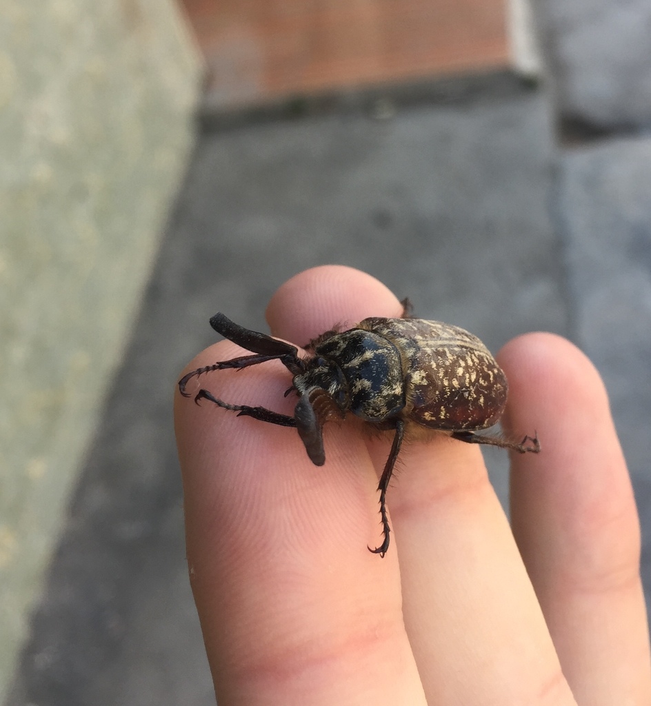 Polyphylla gracilicornis from Jiuzhaigou, Aba, Sichuan, China on August ...