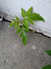 Ailanthus altissima