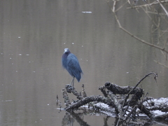 Egretta caerulea
