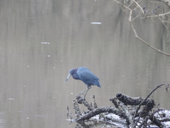Egretta caerulea