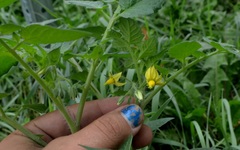 Solanum lycopersicum
