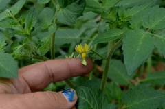Solanum lycopersicum
