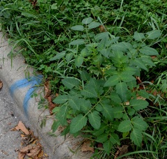 Solanum lycopersicum