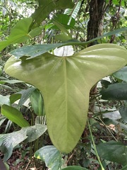 Anthurium subsignatum