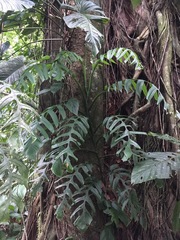 Monstera tenuis