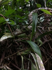 Vandoideae