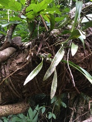 Vandoideae