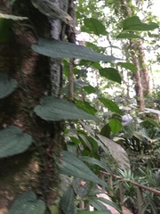 Anthurium clidemioides