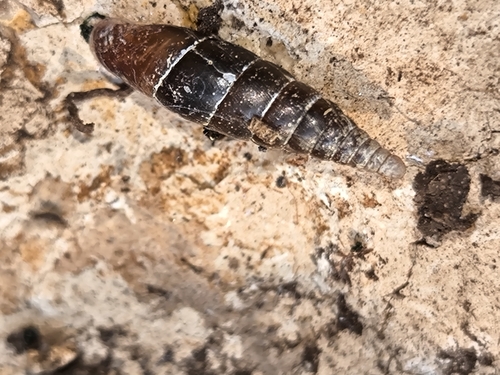 Cochlodina laminata