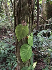 Philodendron hederaceum image