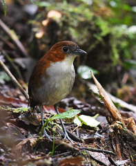 Grallaria hypoleuca