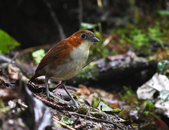 Grallaria hypoleuca