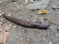 Limax dacampi