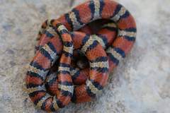Lampropeltis gentilis