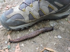 Limax dacampi