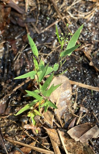 Hemlock Witchgrass (Dichanthelium portoricense)