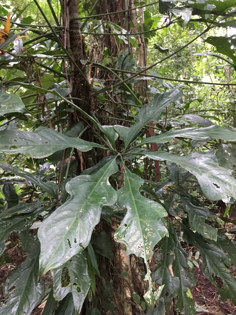 Photos of Anthurium clavigerum  iNaturalist