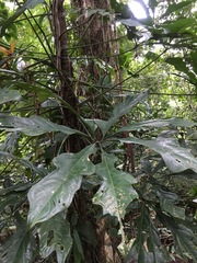 Anthurium clavigerum