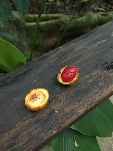 Virola koschnyi - Habitat