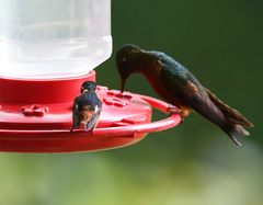 Chaetocercus heliodor