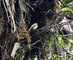 Pogonotriccus ophthalmicus