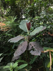 Pentagonia donnell-smithii